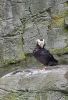 PICTURES/Oregon Coast Aquarium - Newport/t_Puffin5.jpg